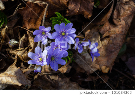 Beautiful macro shot of a first single wildflower Large Blue Hepatisa Hepatisa transsylvanica starting to bloom among dry leaves in early spring Beautiful macro shot of a first single wildflower Large Blue Hepatisa Hepatisa transsylvanica starting to bloom among dry leaves in early spring 101084363