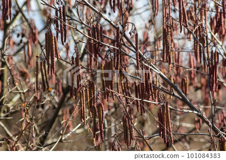 Small branch of black alder Alnus glutinosa with male catkins and female red flowers. Blooming alder in spring beautiful natural background with clear earrings and blurred background Small branch of black alder Alnus glutinosa with male catkins and female red flowers. Blooming alder in spring beautiful natural background with clear earrings and blurred background 101084383