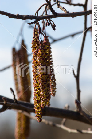 Small branch of black alder Alnus glutinosa with male catkins and female red flowers. Blooming alder in spring beautiful natural background with clear earrings and blurred background 101084384