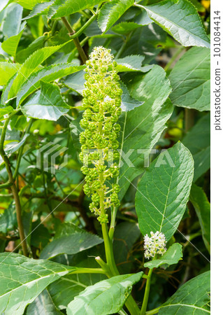 Herbal plants Herbal plants 101084414