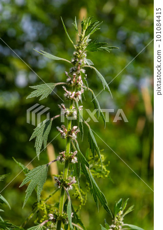 Leonurus cardiaca, known as motherwort. Other common names include throw-wort, lion's ear, and lion's tail. Medicinal plant. Grows in nature Leonurus cardiaca, known as motherwort. Other common names include throw-wort, lion's ear, and lion's tail. Medicinal plant. Grows in nature 101084415