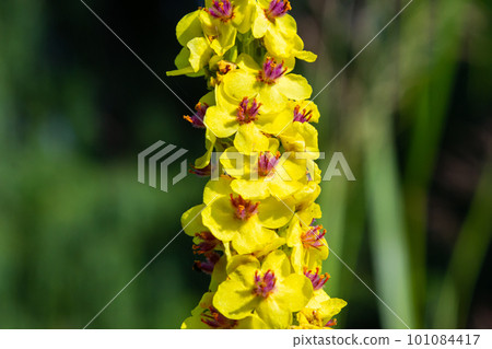 Verbascum nigrum, the black royal candle, grows in ruins, embankments, pathways, meadows, bright forests, yellow in June Verbascum nigrum, the black royal candle, grows in ruins, embankments, pathways, meadows, bright forests, yellow in June 101084417