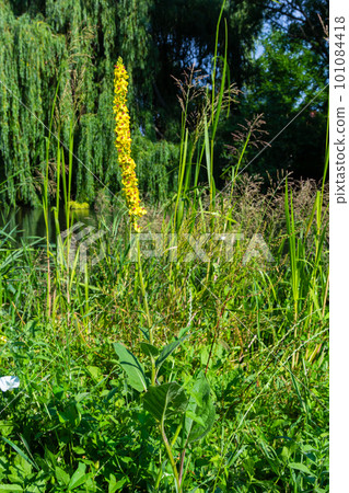 Verbascum nigrum, the black royal candle, grows in ruins, embankments, pathways, meadows, bright forests, yellow in June Verbascum nigrum, the black royal candle, grows in ruins, embankments, pathways, meadows, bright forests, yellow in June 101084418