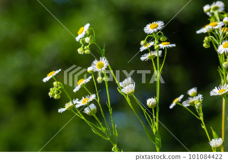 Annual fleabane Erigeron annuus, Daisy fleabane Eastern daisy fleabane herbaceous plant with closed flower buds and open blooming flowers consisting of bright white petals growing from yellow Annual fleabane Erigeron annuus, Daisy fleabane Eastern daisy fleabane herbaceous plant with closed flower buds and open blooming flowers consisting of bright white petals growing from yellow 101084422