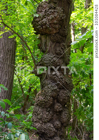 The form of plant disease on the trunk. This proliferation on the main stem has been growing for several years 101084428