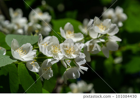 Close-up shot of bowl-shaped white flowers with prominent yellow stamens of the Sweet mock orange or English dogwood. Philadelphus coronarius in sunlight with blue sky background in summer 101084430