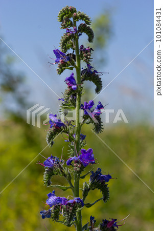 Blue melliferous flowers - Blueweed Echium vulgare. Viper's bugloss is a medicinal plant. Macro 101084431