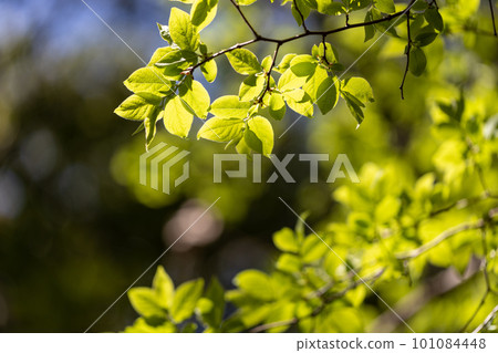 Fresh leaves of young leaves shining in light 101084448