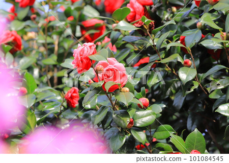 Camellia in full bloom "Red Maiden" (Kouotome or Beniotome) Camellia in full bloom "Red Maiden" (Kouotome or Beniotome) 101084545