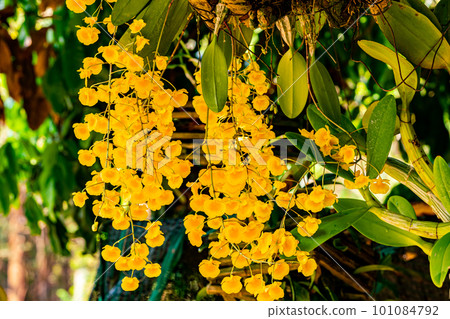 Bunch of blooming yellow orchid flowers or Dendrobium lindleyi Steud or Honey fragrant flowers. 101084792