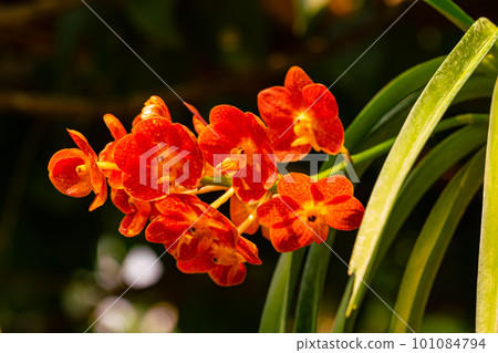Bunch of blooming beautiful orange color orchid flowers Ascocentrum hybrid. Bunch of blooming beautiful orange color orchid flowers Ascocentrum hybrid. 101084794