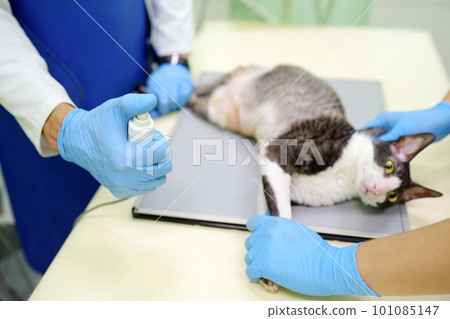Two veterinarian doctor are going to do an x-ray of the breed Cornish Rex cat during the examination in veterinary clinic. Pet health. Two veterinarian doctor are going to do an x-ray of the breed Cornish Rex cat during the examination in veterinary clinic. Pet health. 101085147