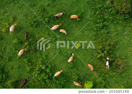Aerial drone view of free grazing cows on a natural pastureland in a Europe. Dairy farm. Growing livestock. Aerial drone view of free grazing cows on a natural pastureland in a Europe. Dairy farm. Growing livestock. 101085149