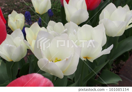 White tulip White tulip 101085154
