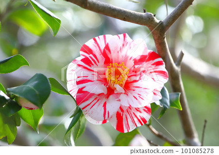 Camellia in full bloom ``Higurashi'' (Higurashi) 101085278