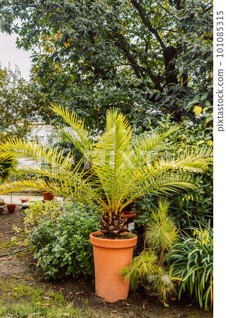 Date palm houseplant in flower pot at garden. Palm tree leaves.  101085315