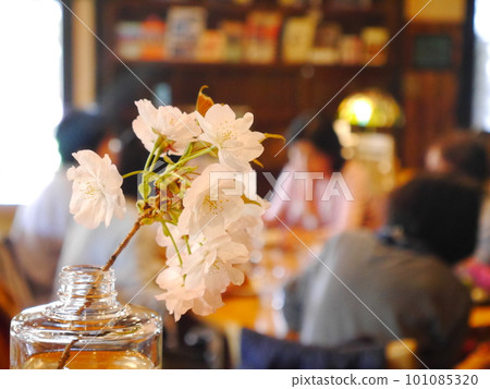 Single vase of double cherry blossoms 101085320