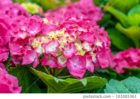 Hydrangea Hydrangea 101085361