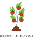 Tomato plant in the soil. Farm planting process with ripe tomatoes in cartoon style 101085503