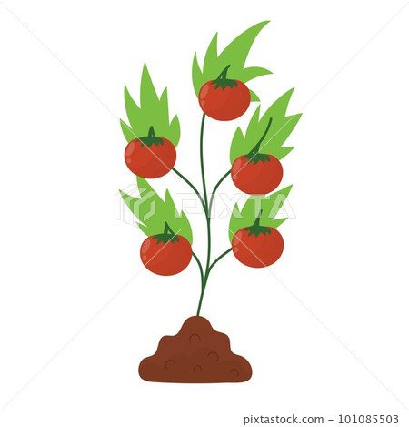 Tomato plant in the soil. Farm planting process with ripe tomatoes in cartoon style 101085503