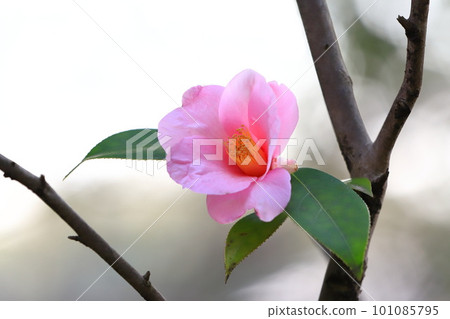 Camellia in full bloom ``Taro Kaja'' 101085795