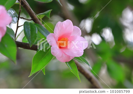 盛開的山茶花「香芋芋頭」 盛開的山茶花「香芋芋頭」 101085799