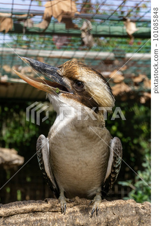 Dacelo bird sits on a branch 101085848