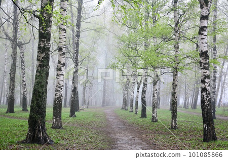 The first spring greenery in a birch park in the morning mist The first spring greenery in a birch park in the morning mist 101085866