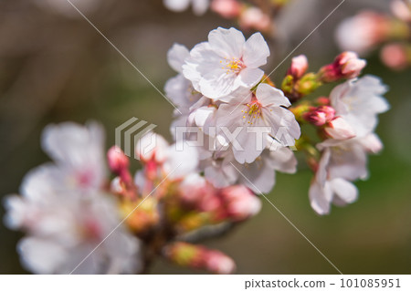 Cherry tree in full bloom  101085951