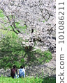 cherry blossom viewing with friends 101086211