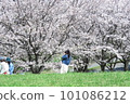Cherry-blossom viewing 101086212