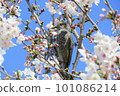 Brown-eared bulbul sucking cherry honey in full bloom 101086214