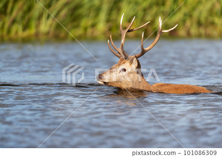 Red deer stag swimming in water during rutting season 101086309
