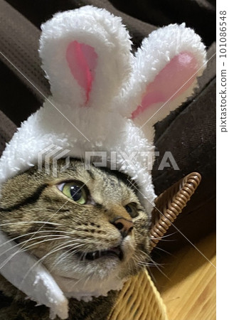 bunny ears cat bunny ears cat 101086548