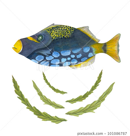 Hand painted watercolor illustration of fish and seaweeds isolated on white background. Can be used for wallpaper, print, baby textile, nursery, scrapbooking, postcards, clothing. Cartoon style. Hand painted watercolor illustration of fish and seaweeds isolated on white background. Can be used for wallpaper, print, baby textile, nursery, scrapbooking, postcards, clothing. Cartoon style. 101086787