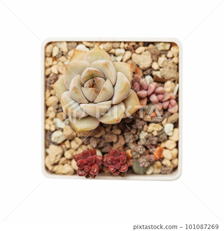 Succulent propagation. Small succulent echeveria, graptoveria and sedum plant in succulents garden 101087269