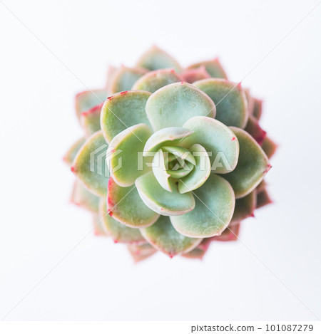 Graptoveria Titubans rosette isolated on white background 101087279