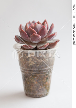 Succulent Echeveria Monroe flower rosette in pot on white background 101087282