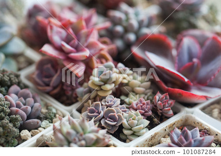 Succulent garden. Natural succulent flowers propagation. Floral background 101087284