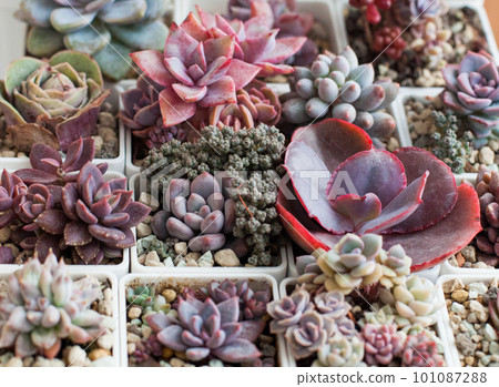 Perfect succulent flower rosette background. Colorful plant propagation Perfect succulent flower rosette background. Colorful plant propagation 101087288