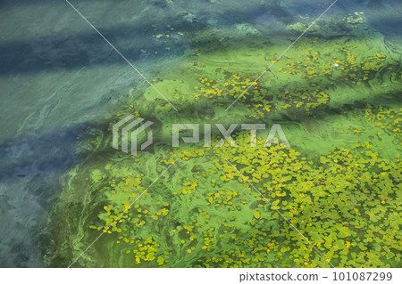 Dirty water in the river. River water pollution. Ecological concept of polluted nature 101087299