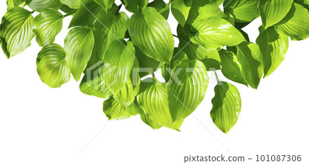 Lily leaves isolated on a white background. Cardwell Lily Leaves. Top view Lily leaves isolated on a white background. Cardwell Lily Leaves. Top view 101087306