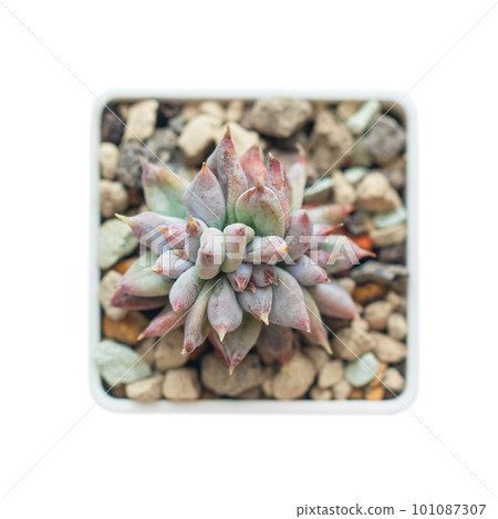 Flower Echeveria Tolimanensis succulent plant isolated Flower Echeveria Tolimanensis succulent plant isolated 101087307