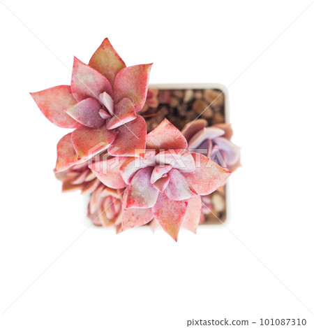 Flower graptopetalum bainesii rosette plant isolated on white background 101087310