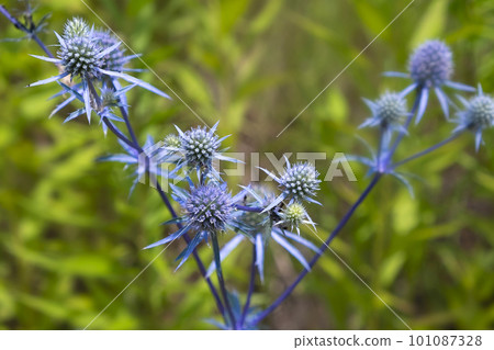Eryngium planum, blue prickly healing plant in garden. Medicinal natural herbs, summer season Eryngium planum, blue prickly healing plant in garden. Medicinal natural herbs, summer season 101087328