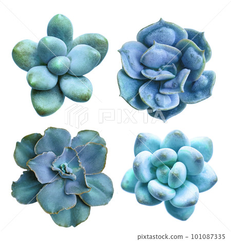 Bright colorful blue flower echeveria rosette succulent.  101087335