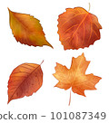 set of autumn leaves watercolor painting  101087349