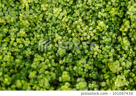 Closeup green leaves background. Overlay fresh leaf pattern. Natural foliage textured and background.  101087438