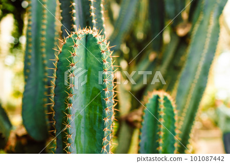 Long tall thorny cactus growing in the dry desert at a botanical garden. 101087442