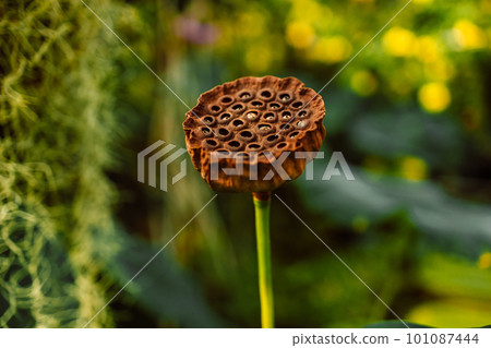 Closeup of a lotus seed pod in the sun. 101087444